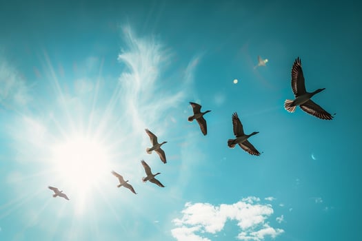 Birds Soaring Across a Sunlit Sky with nature background photo