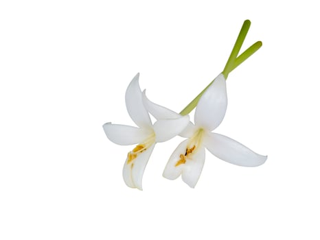 Indian Cork Flowers - Millingtonia hortensis photo