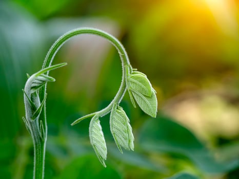 Close up leaves of Rain tree or East indian walnut. photo