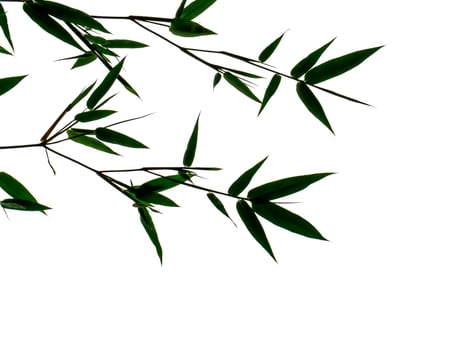 Silhouette bamboo leaves on white background. photo