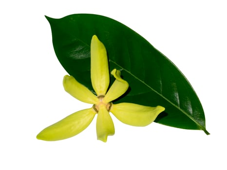 fragrant flowers of climbing ylang-ylang photo