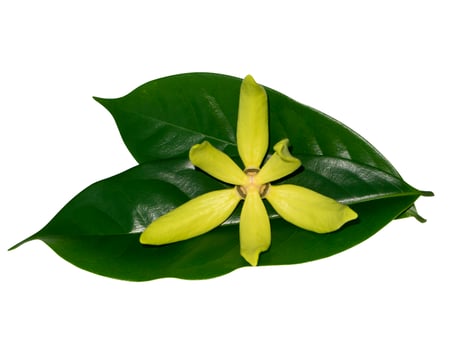 fragrant flowers of climbing ylang-ylang photo