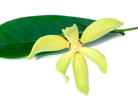fragrant flowers of climbing ylang-ylang photo