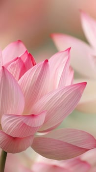 Close-up of a pink lotus flower with soft, delicate petals photo