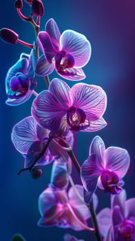 Orchid blossoms bathed in blue light photo