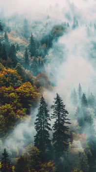 A misty forest with tall pines and golden leaves photo