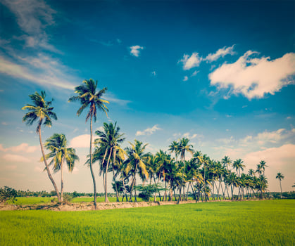 Rice close up, India photo