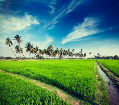 Rice close up, India photo