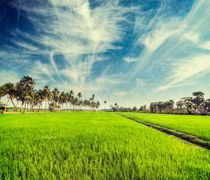 Rice close up, India photo