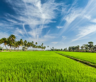 Rice close up, India photo