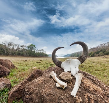 Gaur Indian bison skull with horns and bones photo