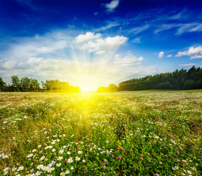 Summer blooming meadow field photo