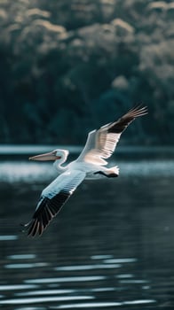 A pelican flies gracefully over a serene lake at sunset photo