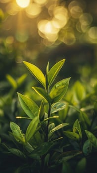 A single sprout of green tea leaves reaches for the sunlight in a lush, green garden photo