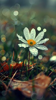 White wildflower with dew drops, greenery and bokeh photo