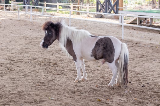 Cute little pony in the animal farm photo