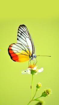 Beautiful Butterfly with Vibrant Wings Perched on a White Flower Against a Soft Green Background photo