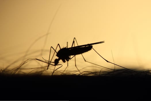Evening sitting of tiger mosquito photo