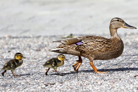 Quack Parade Mother Duck Leading Ducklings photo