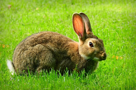Rabbits Sit in the Field and Look Cute photo