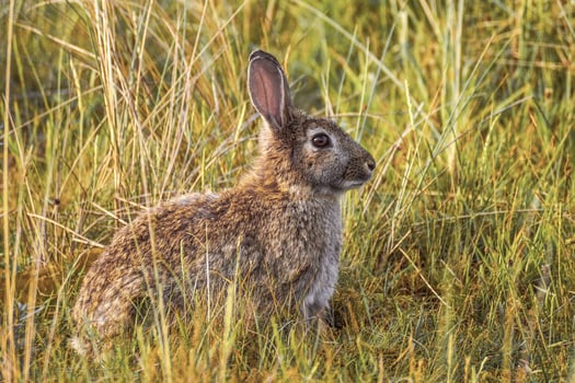 Cute Look of Rabbit Sitting on Green Grass photo