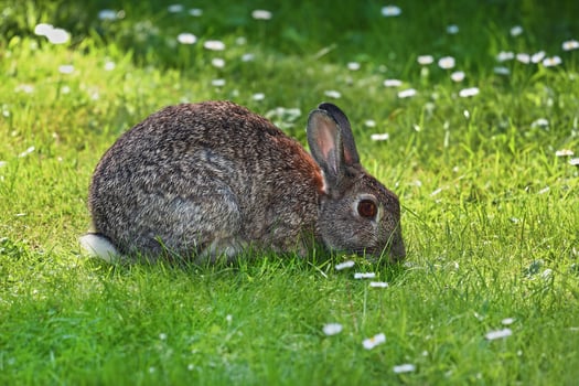 Baby Rabbit Eating Green Grass photo