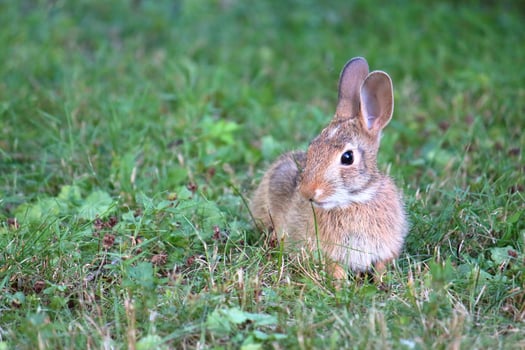 The Rabbit's Peaceful Moment photo