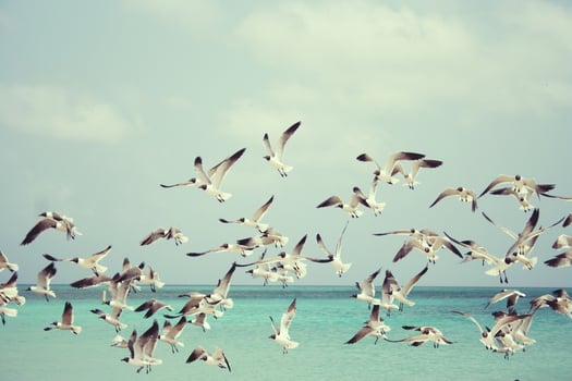 Flocks of seabirds fly over the ocean photo