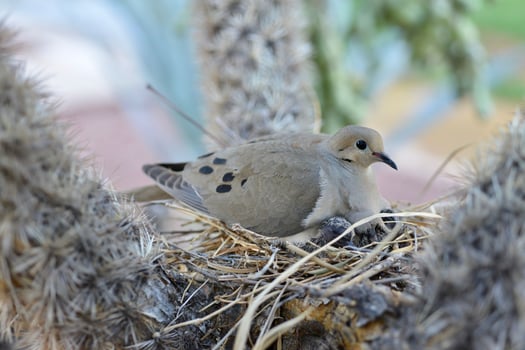 Caring for Baby Doves A Guide to Raising Healthy Nestlings photo