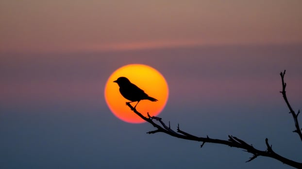the bird perched on top of the tree is in front of the sun that peeks into sky, photo