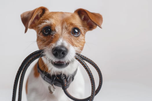 a small dog holding a black leash up against it's teeth, photo