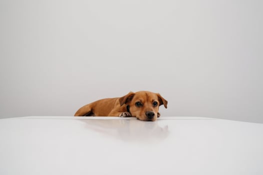 dog lays down on table with a light gray background, photo
