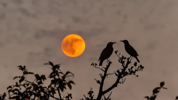 two birds that are sitting on some tree branches, photo