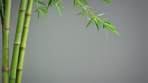 an arrangement of green bamboo plants against a gray and white background, photo