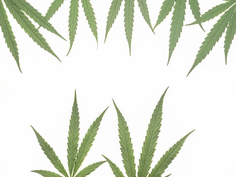 Top view of green cannabis leaves isolated on white background. Alternative medicine. Growing organic cannabis herb on the farm. Marijuana plantation for medical concept photo