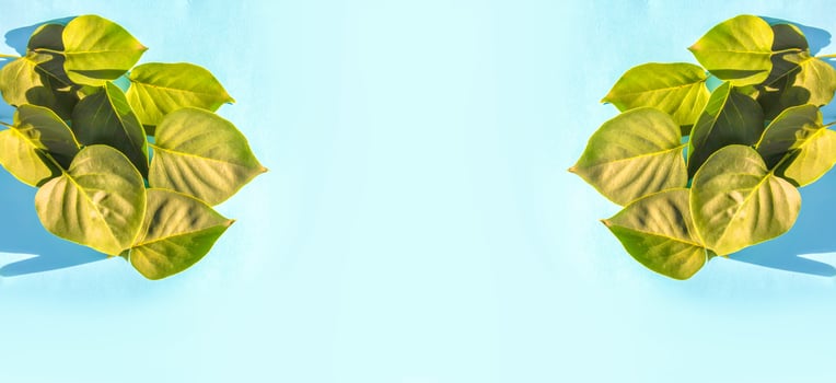 Green leaves on a soft blue background. photo