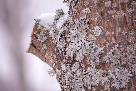 Detail of winter nature in countryside. photo