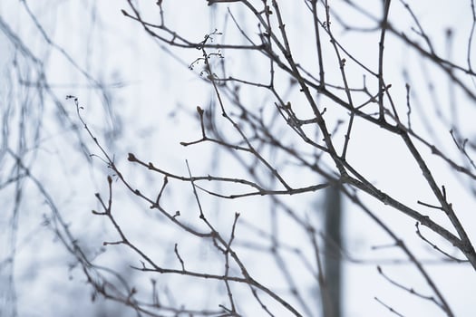 Bare tree branches outdoors in wintertime photo