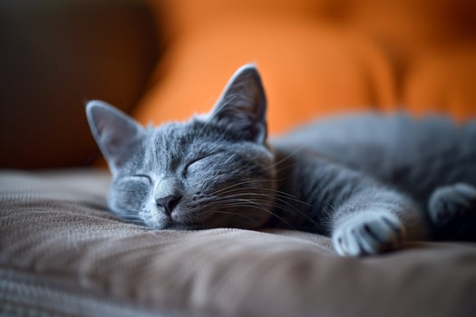 A Russian Blue cat sleeps peacefully on a soft sofa photo