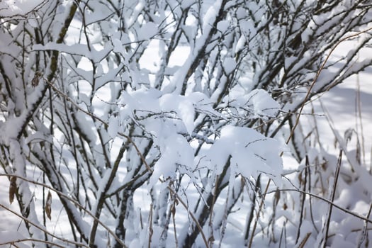 Winter nature details in countryside in East Europe. Snow covered tree branches in sunny day. photo