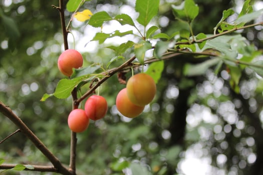 wild fruit photo