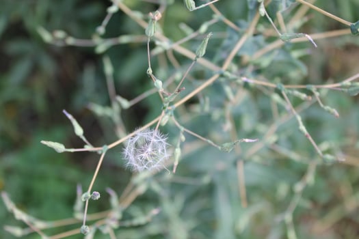 nature photo with plant theme