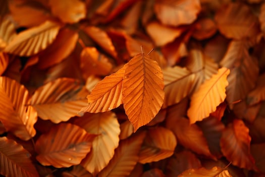 Fallen Beech Leaves in Autumn Background Nature photo
