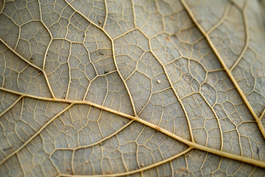 Textured Leaf Veins on ed Leaf Background Nature photo