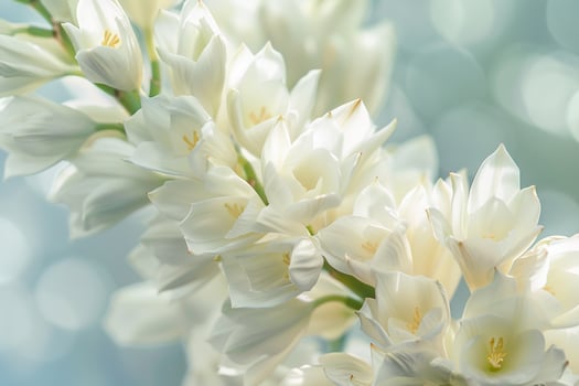 Yucca Nature Background photo