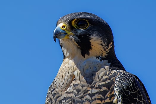 Portrait of a Peregrine Falcon with ed Eyes Against a Clear Blue Sky Nature Background photo