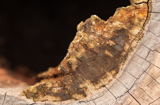 Surface of the wood that has been cut photo