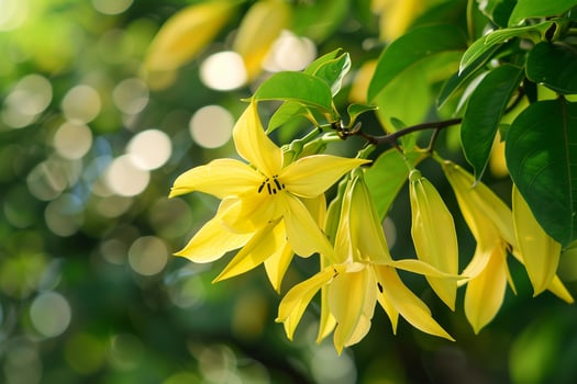 Ylang Ylang Tree Blossoms  Nature Background photo