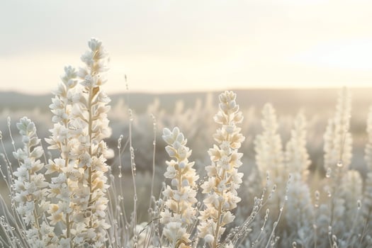 Yucca Field in Full Bloom  Nature Background photo
