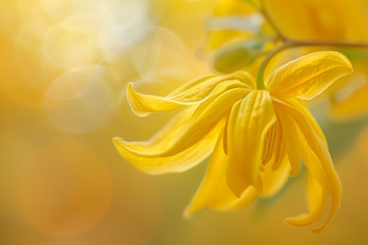 Ylang Ylang flowers with a  natural background in a garden setting  Nature Background photo